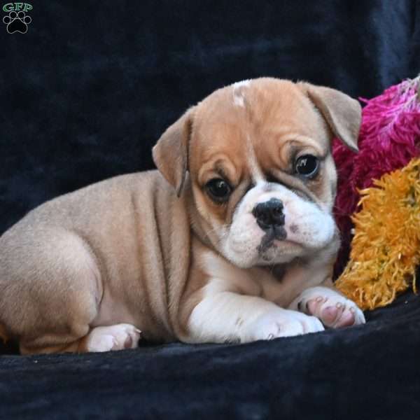 Macy, Miniature Bulldog Puppy